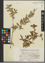 Foto von Salix purpurea subsp. amplexicaulis (Bory) C. K. Schneid.